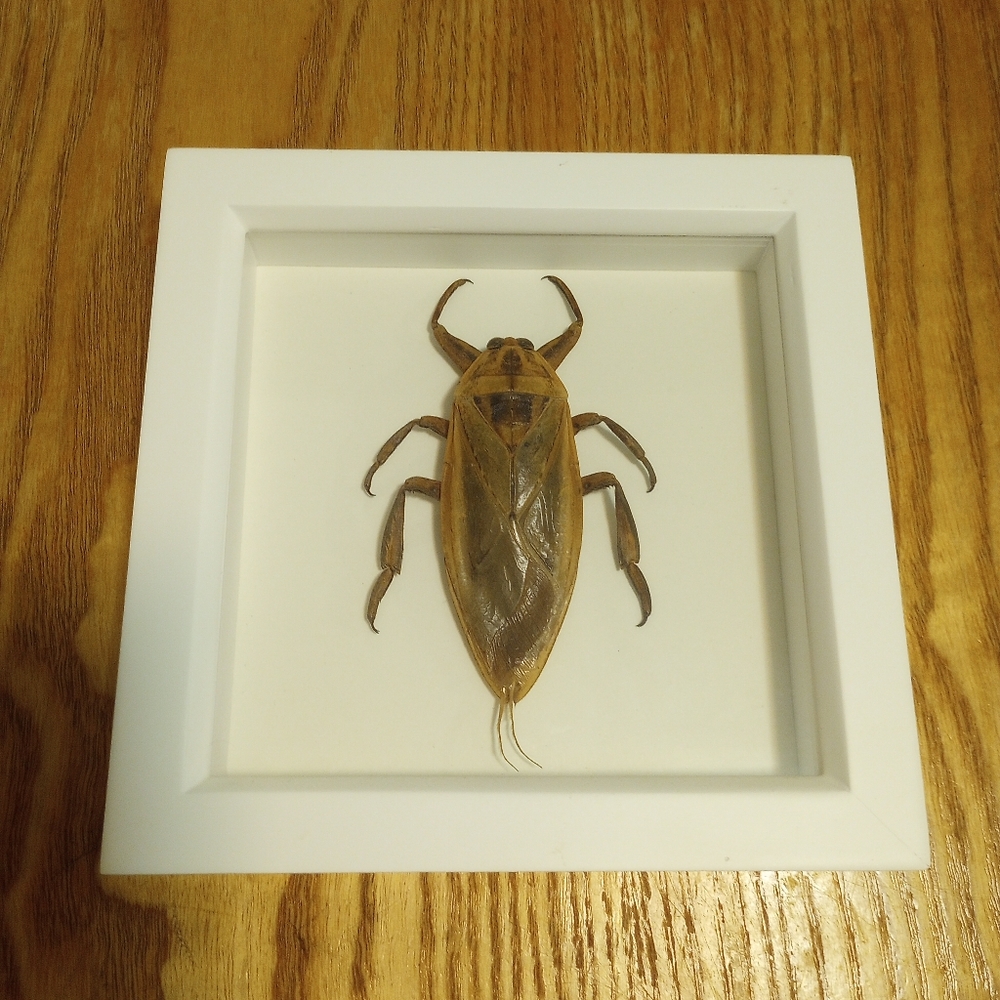 Framed Giant Water Bug Display - Natural Specimen